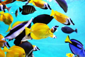 tropical fish, aquarium, fish, blue, fishbowl, ocean, nature, exotic fish, water tank
