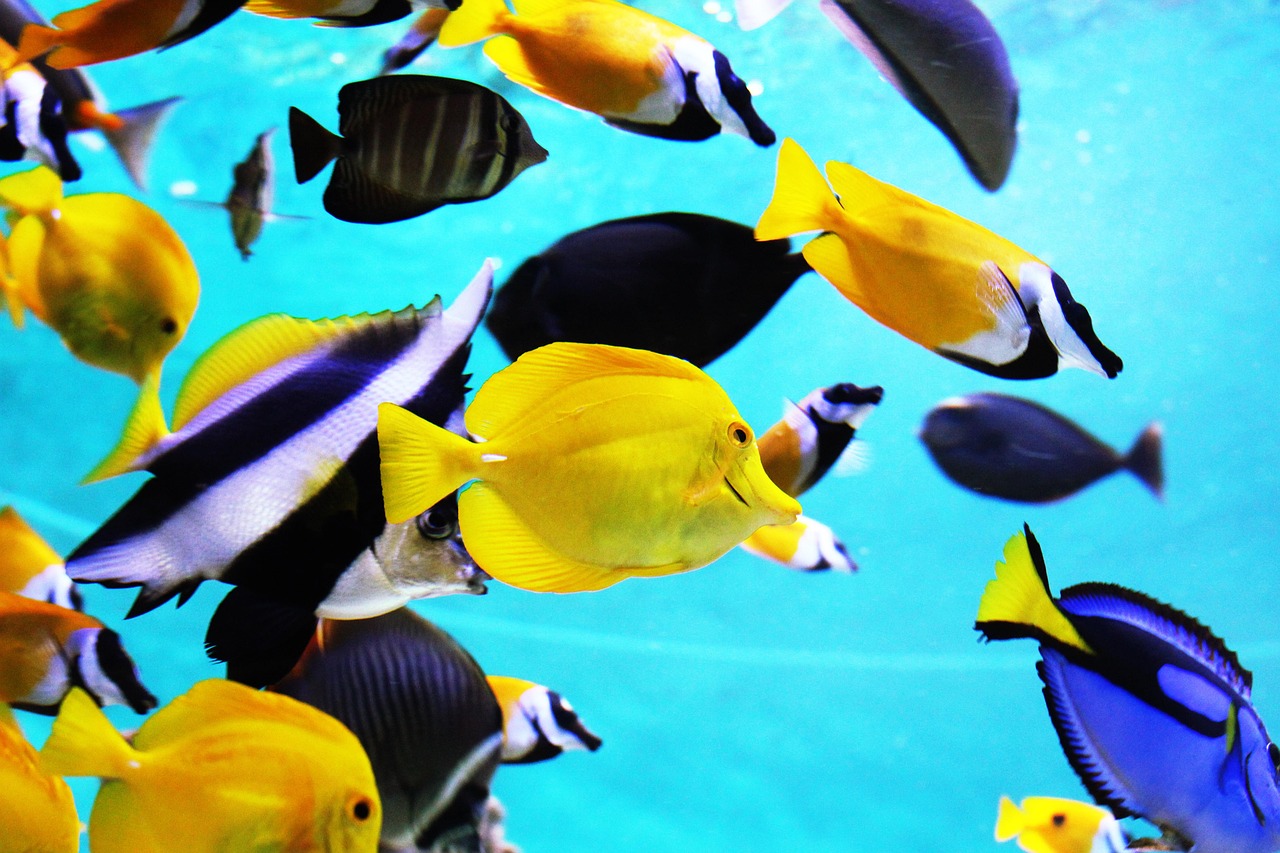tropical fish, aquarium, fish, blue, fishbowl, ocean, nature, exotic fish, water tank