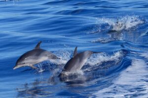 dolphin, ocean, atlantic, buzzer, water, nature, sea, marine mammal, animals