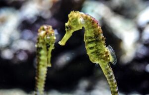 seahorse, aquarium, underwater, ocean, nature, aquatic life, sea creatures, sea