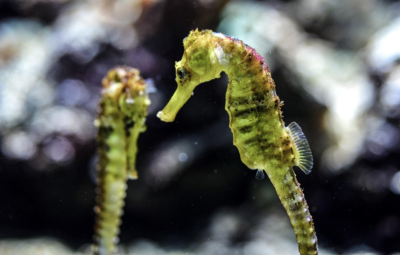seahorse, aquarium, underwater, ocean, nature, aquatic life, sea creatures, sea