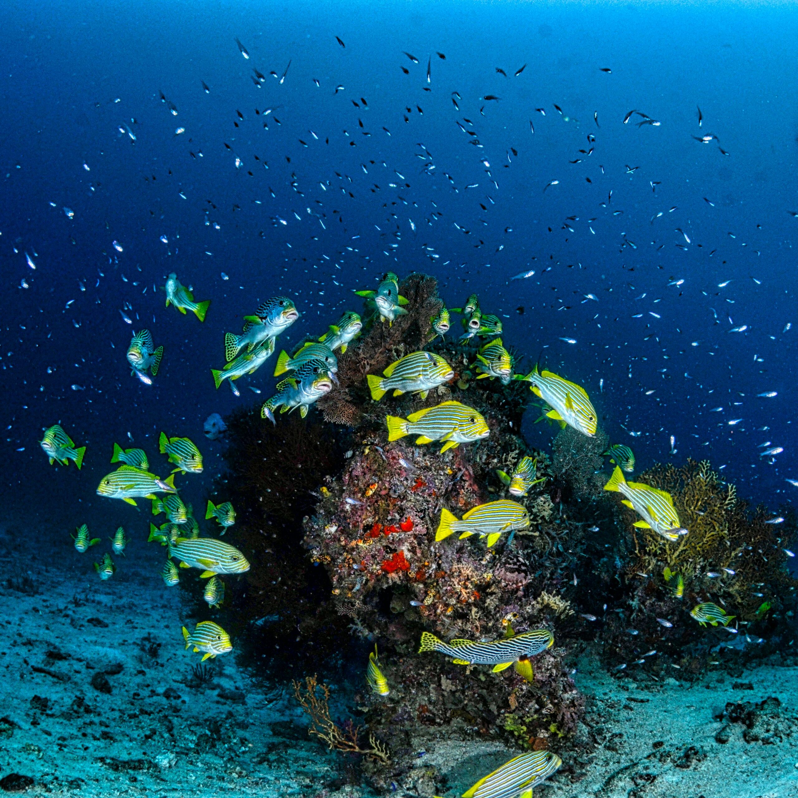 A stunning underwater scene of a colorful coral reef teeming with fish in West Papua, Indonesia.
